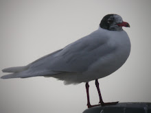 Mediterranean Gull, Newbiggin, March 2010