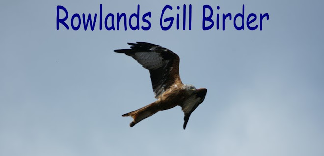 Rowlands Gill Birder