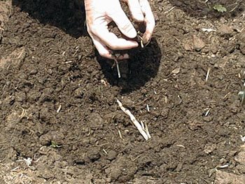 [composting.jpeg]