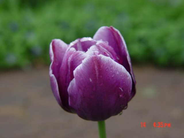 Tulip 2008