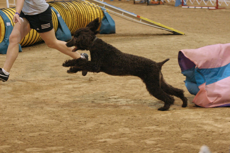 Drina, my little agility star