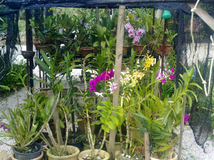Pandangan belakang rumah orkid