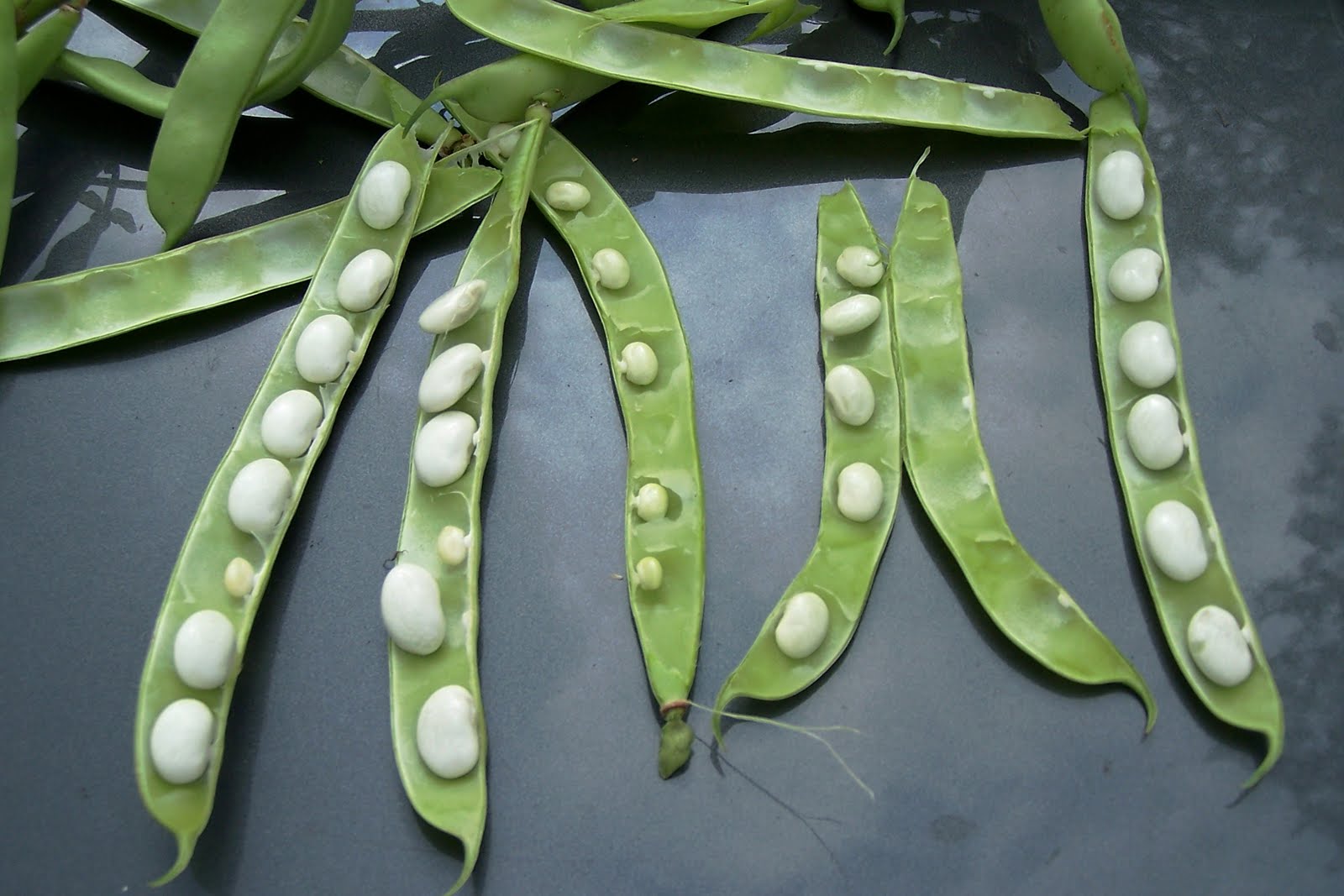 Griggs Dakota AdFarm Pinto Beans Coming on Strong