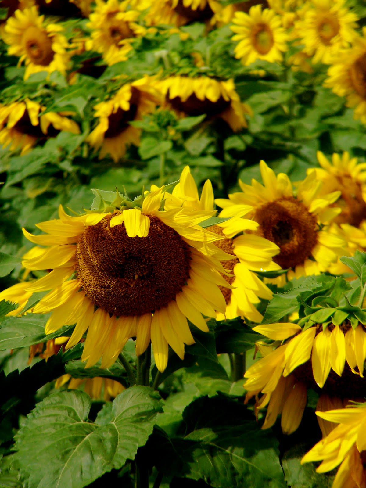Griggs Dakota Sunflowers in Bloom