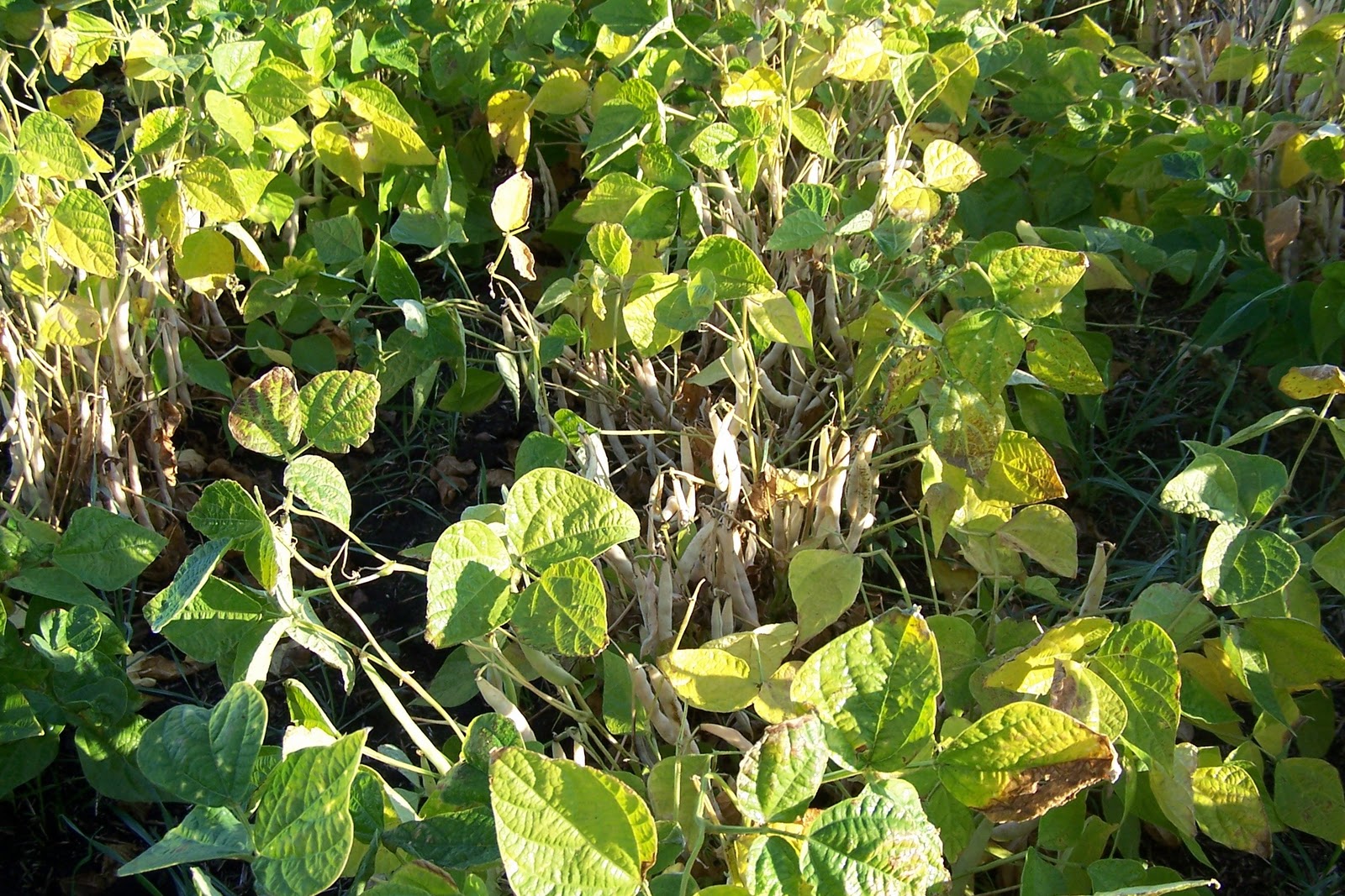 Griggs Dakota AdFarm Pinto Beans The Finish Line?