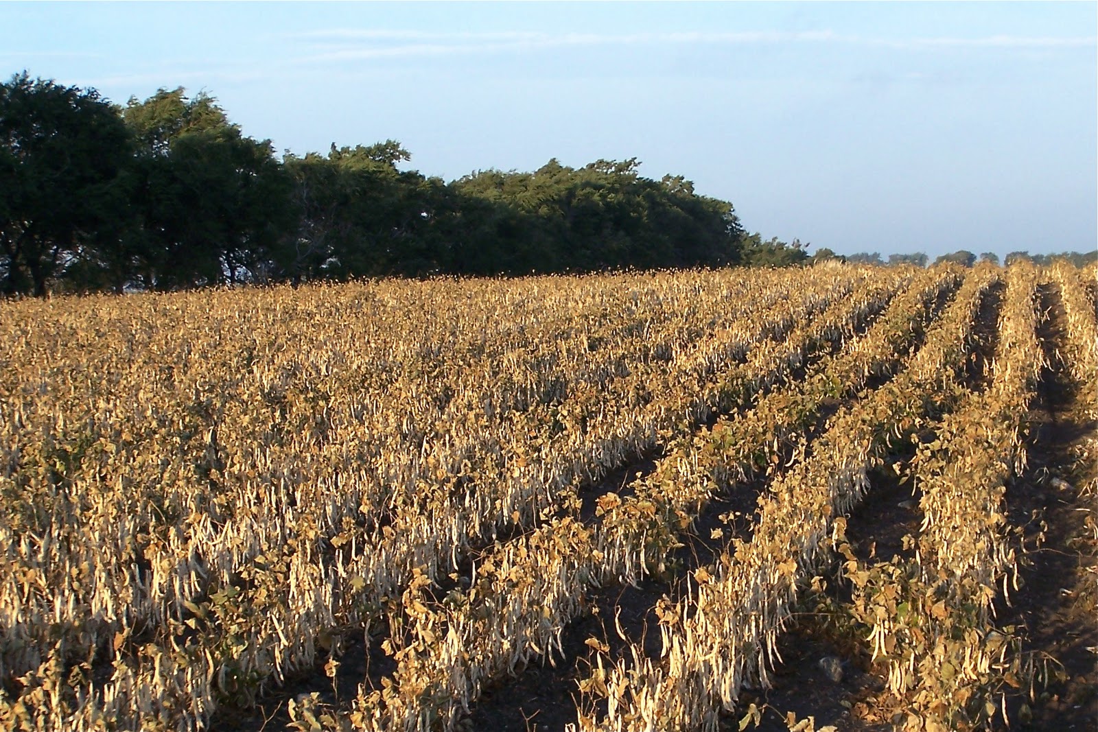 Griggs Dakota September 2009