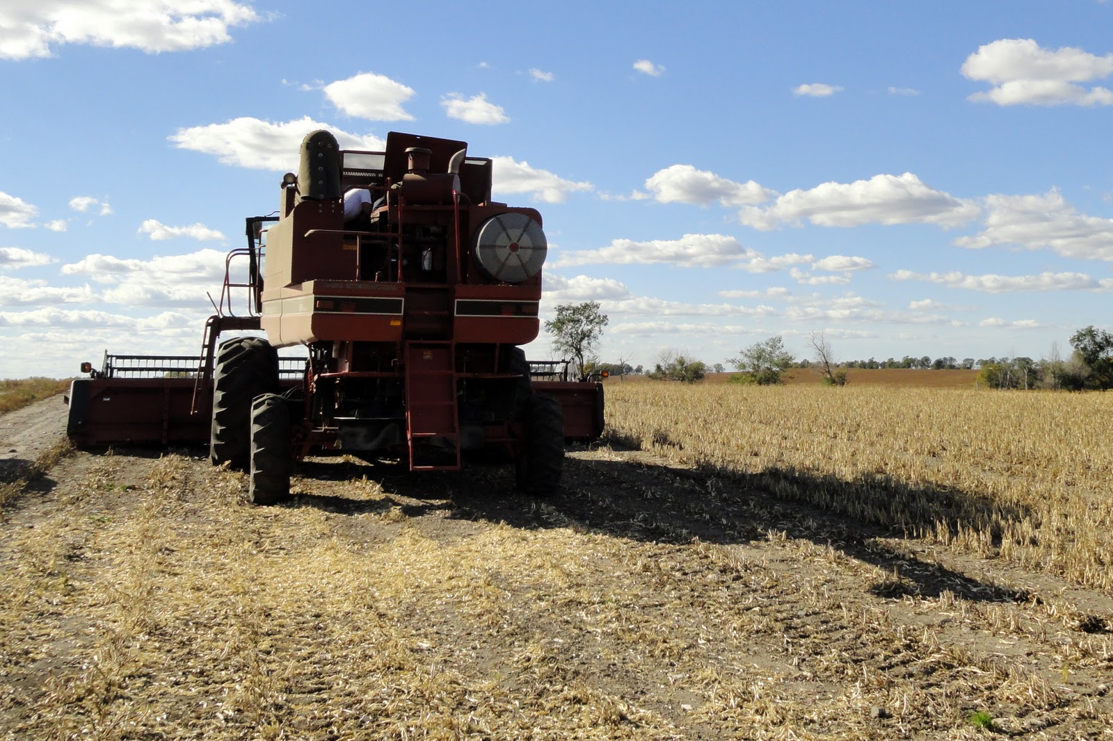 Griggs Dakota Pinto Bean Harvest 2010