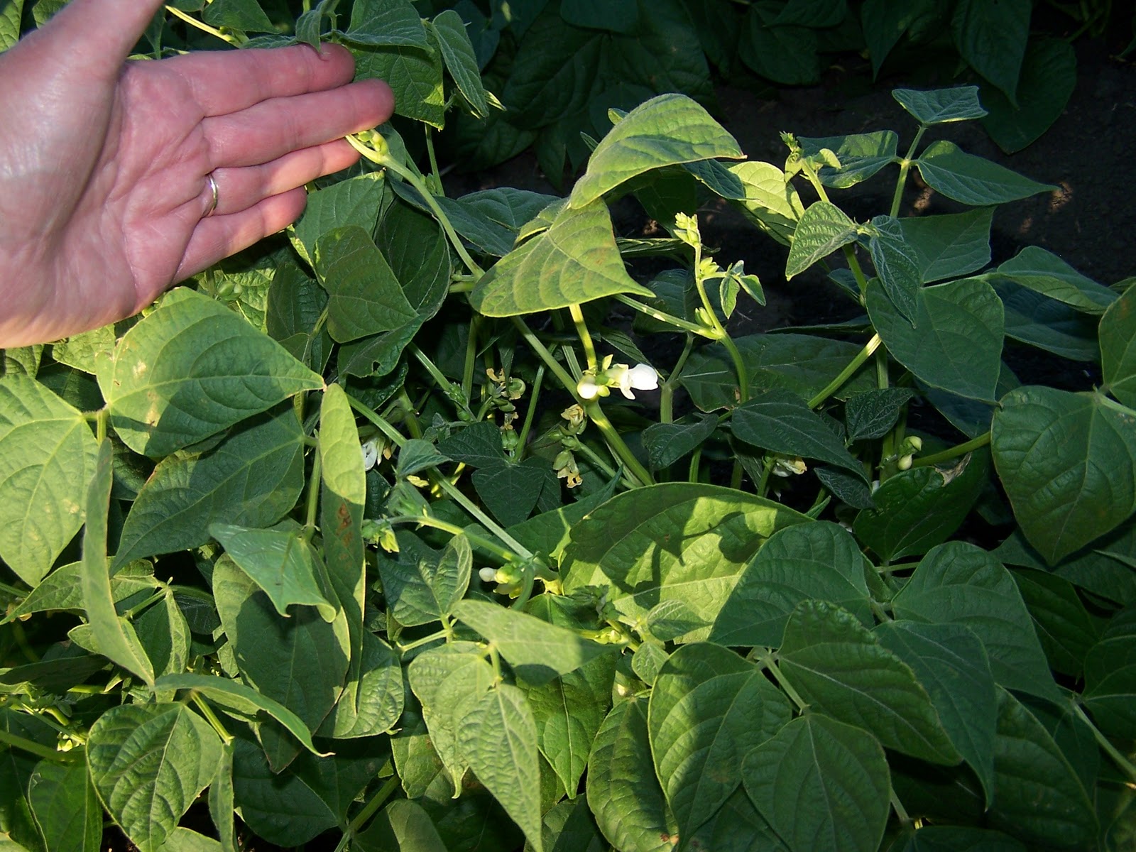 Griggs Dakota Raising Pinto Beans Through the Seasons