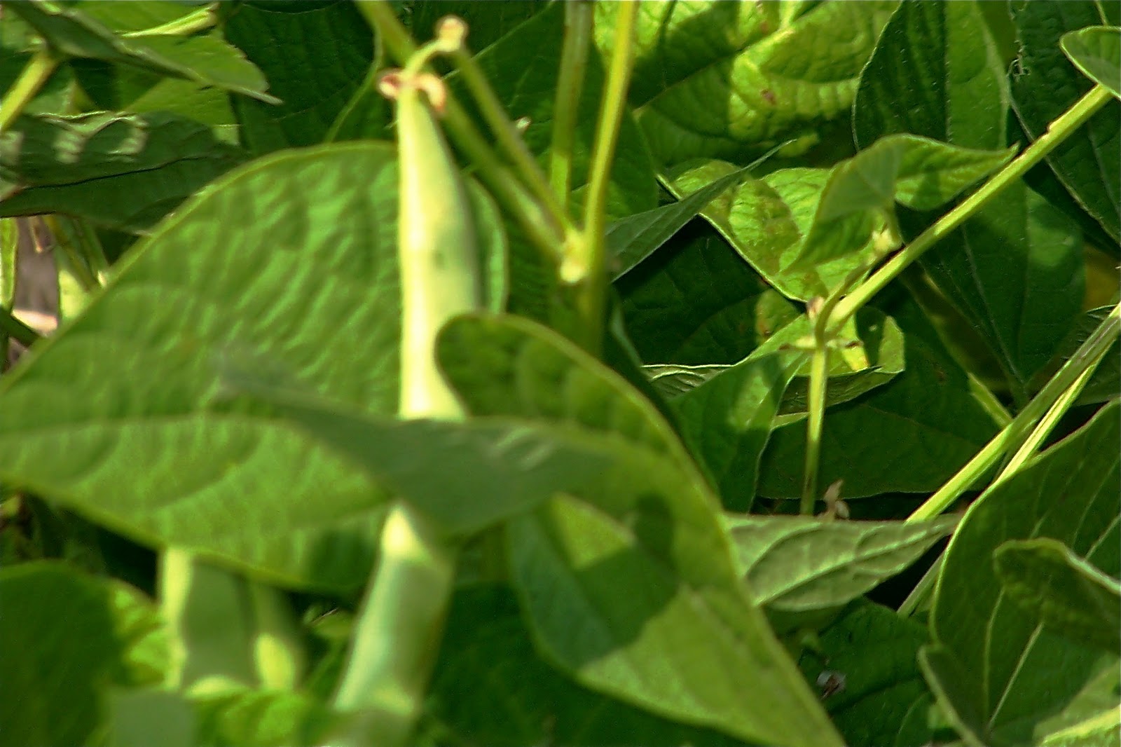 Griggs Dakota Raising Pinto Beans Through the Seasons