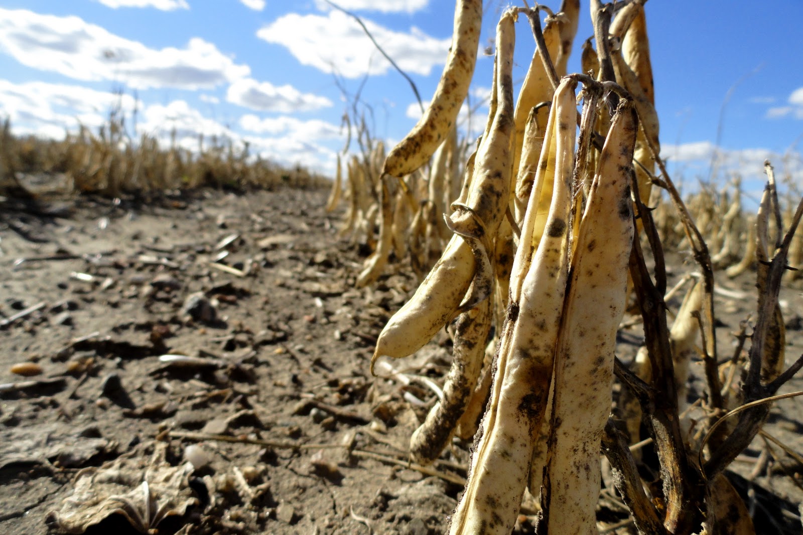 Griggs Dakota Raising Pinto Beans Through the Seasons