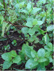 [Nova+Imagem+(1).png]