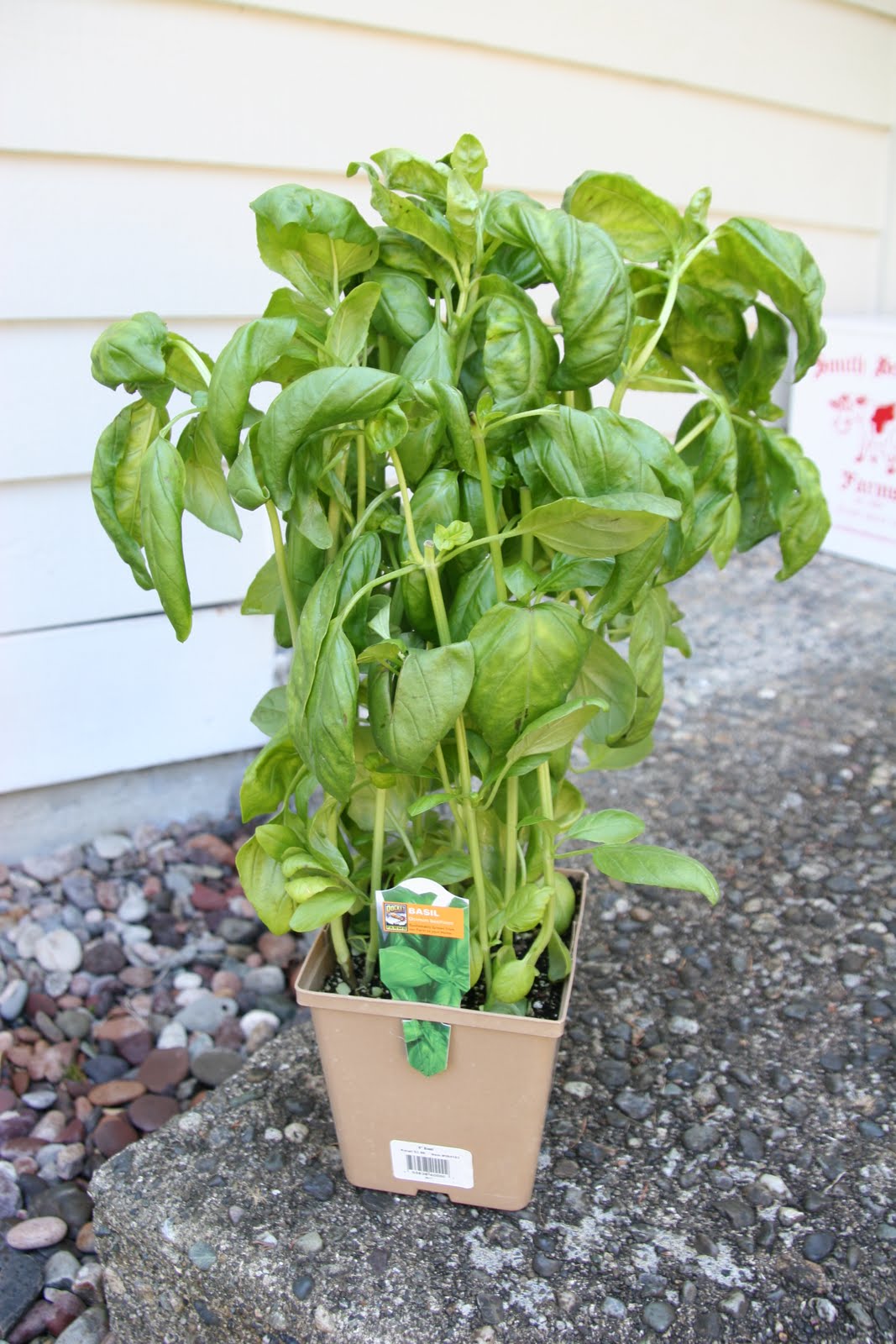 Fabulely Frugal Mom Trader Joes Cheap Basil Plants!