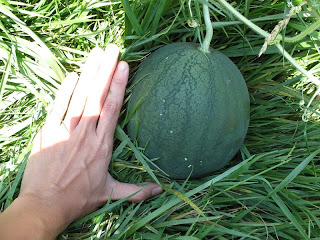 The Franz Mostly Edible Garden Sugar Baby Watermelon Observations