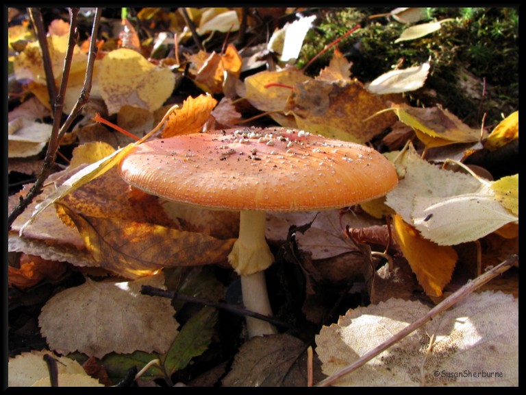 [mushroom+1.jpg]