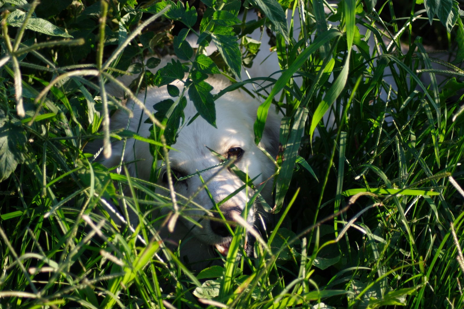 [CheyenneInGarden.JPG]