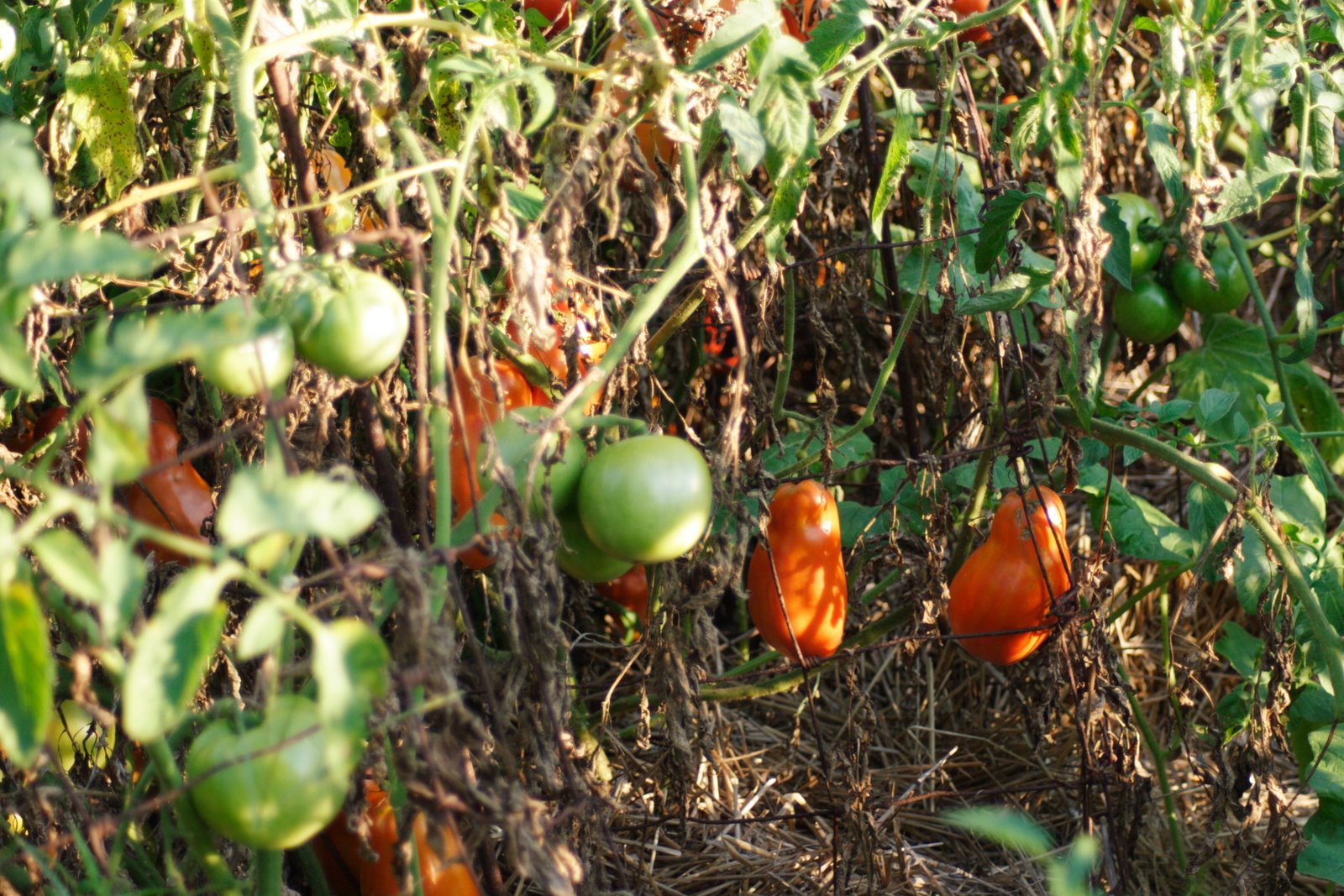 [TomatoesInGarden.JPG]