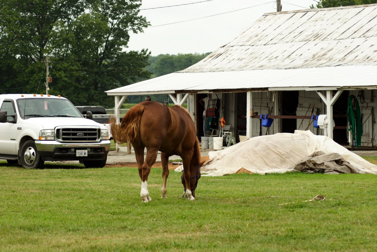 [FairHorseBarn05.JPG]