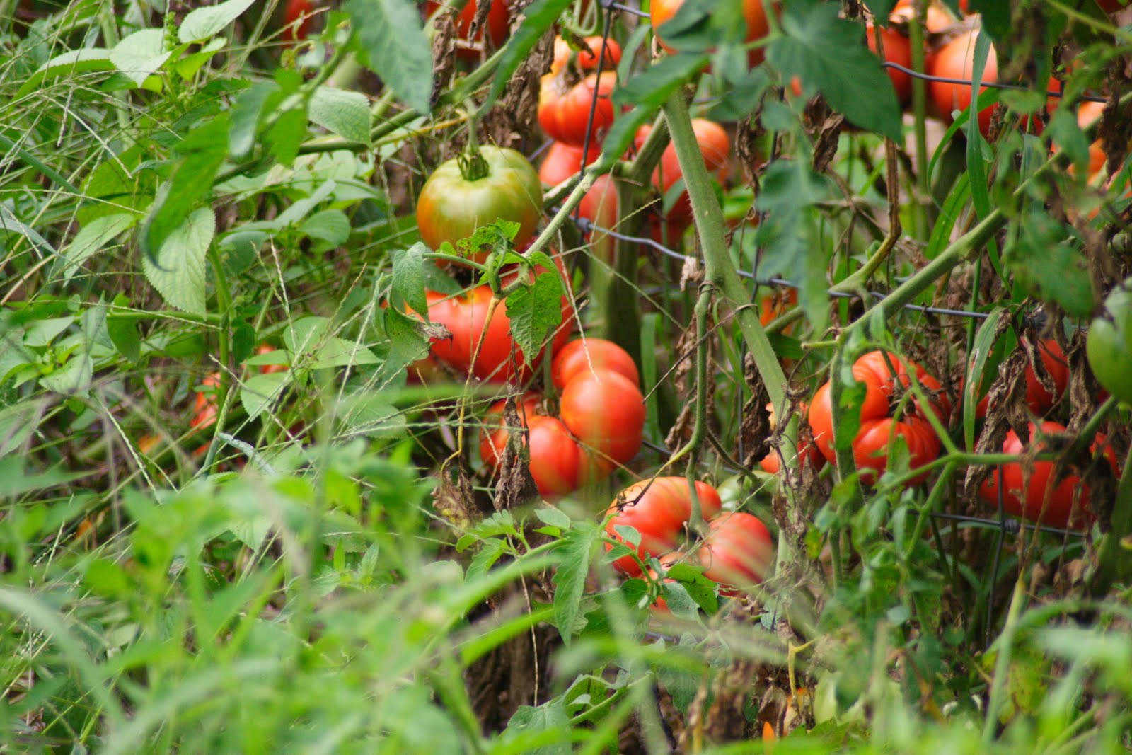[Tomatoes01.JPG]
