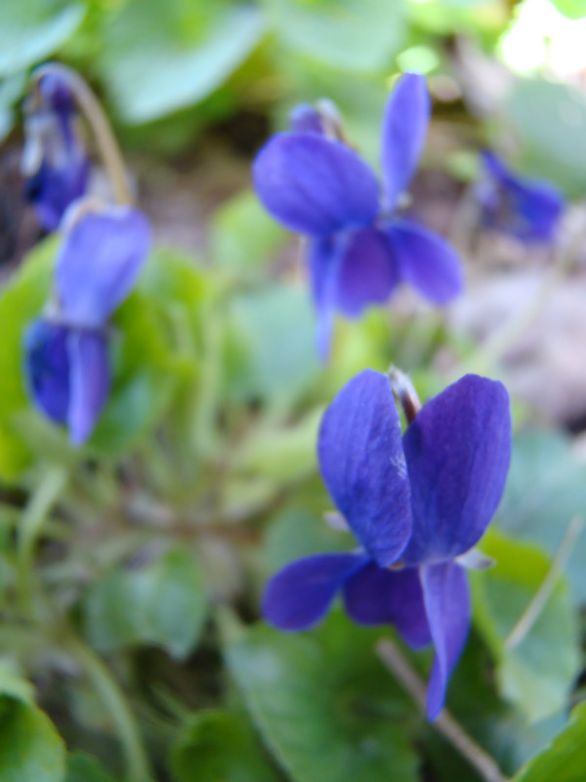 Seasonal Hearth Sweet Violets (Viola odorata) and Syrup