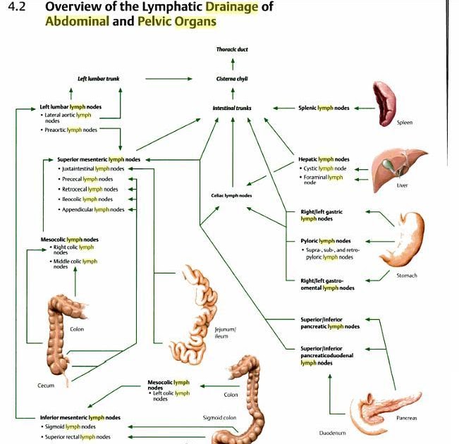 grupos ganglionares estomago pdf linf 225 ticos del abdomen y pelvis medicina9 grupos ganglionares estomago pdf linf 225 ticos del abdomen y pelvis medicina9