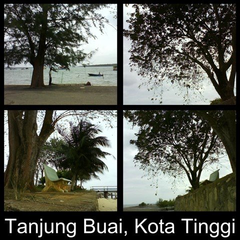 [Tanjung+Buai_Pohon.jpg]