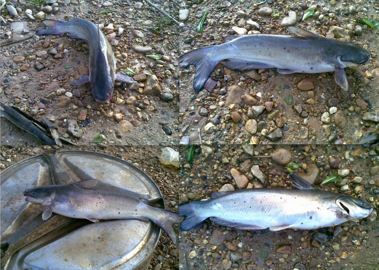 alandroalandia pesca a captura de novas espÉcies