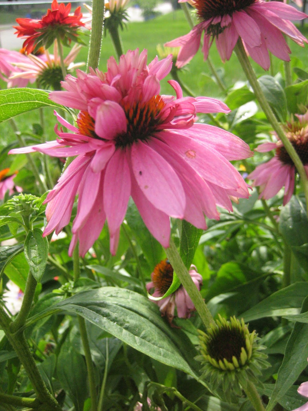 Le Beau Paon Victorien Garden Goods DoubleDecker Coneflowers and