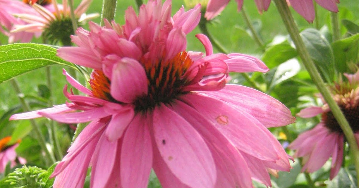 Le Beau Paon Victorien Garden Goods DoubleDecker Coneflowers and