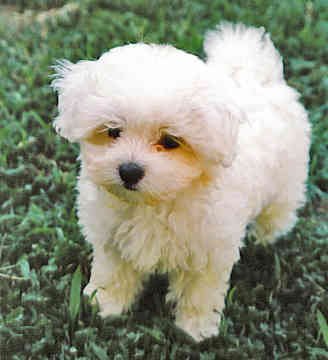 [maltese.bmp]