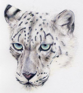 Coloured Snow Leopard by Jennifer Rose Phillip