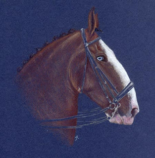 Coloured pencil Clydesdale by Jennifer Rose Phillip