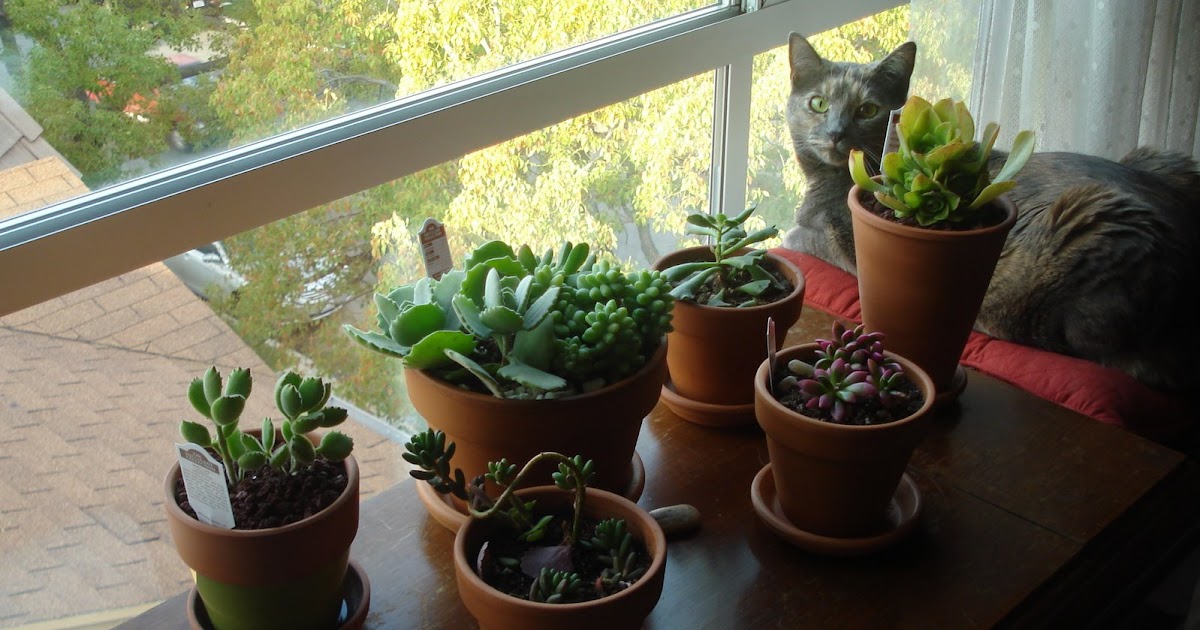 Kelly's Not So Green Thumb: Weekend Adventures in Succulent Gardening