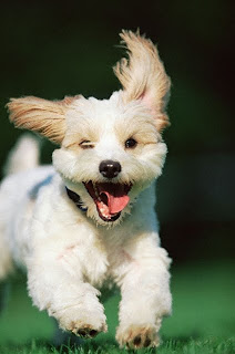Can I Wipe Dog Down Every Day Can I Wipe Dog Down Every Day