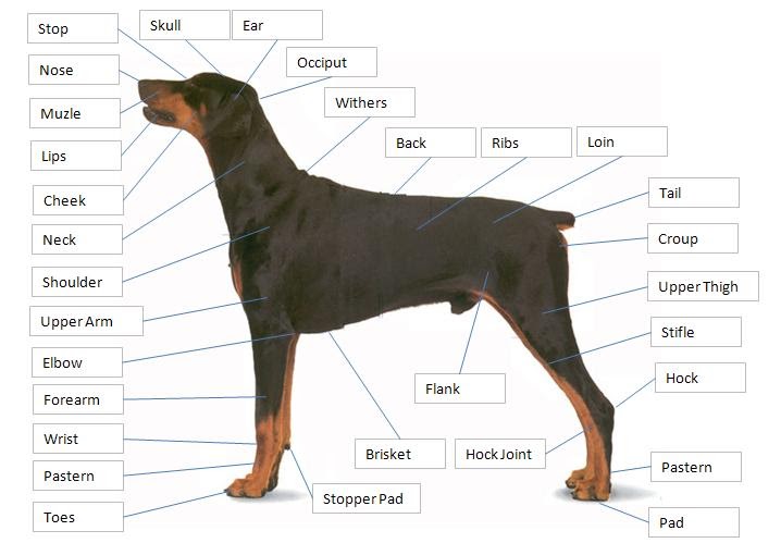 Dog Story: Dog Anatomy