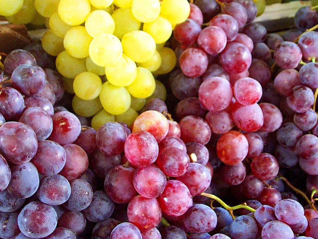 Poisonous Foods For Dogs Grapes Poisonous Foods For Dogs Grapes
