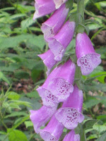 Flowers in Hampstead Heath