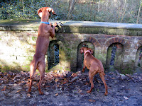 Dogs in Hampstead Heath in London in the autumn