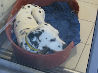 Dalmatian at Dogs Trust London