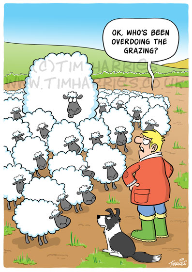 the sheep calendar in