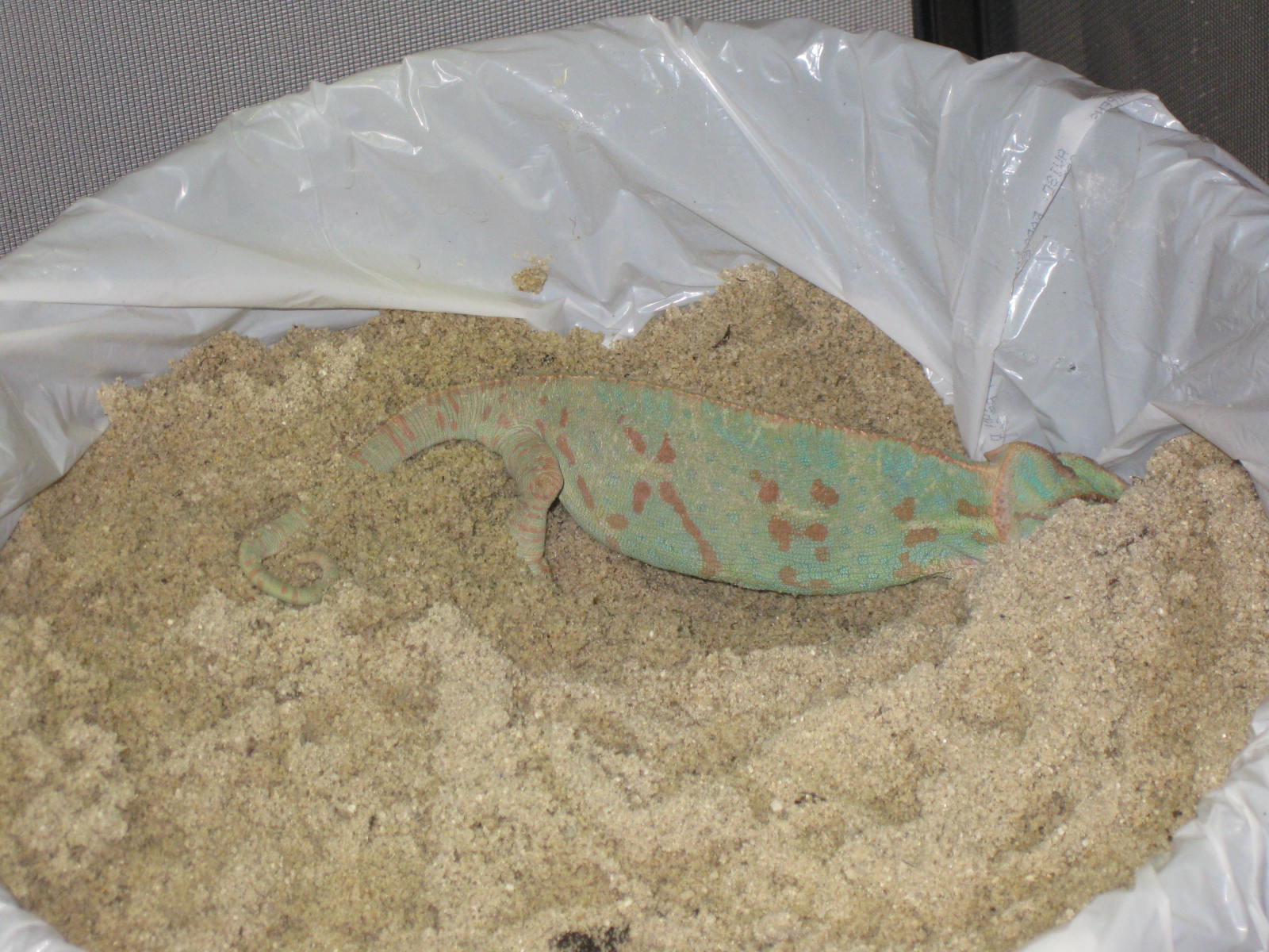 Barrie Summy Our veiled chameleon is laying eggs!!!