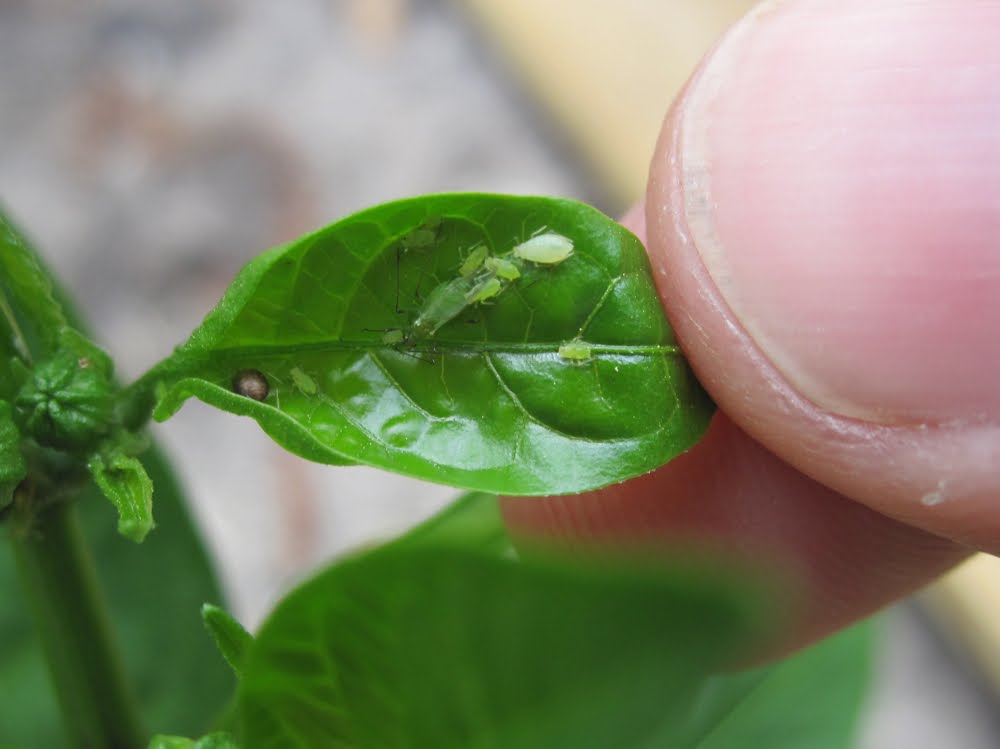 Tomatoes! Peppers! Beans! Aphids On Tomatoes. Tomatoes! Peppers! Beans!