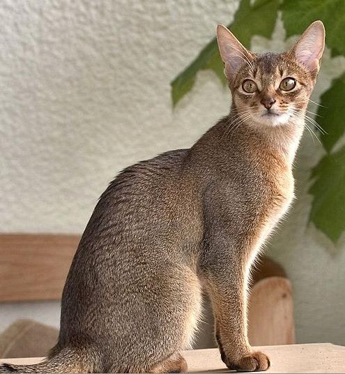 [Abyssinian+Cat.JPG]