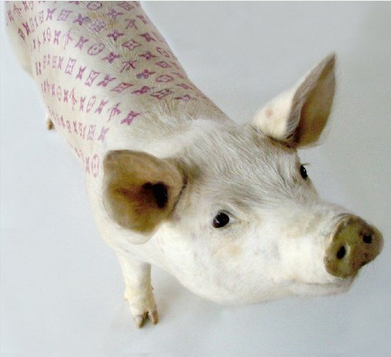 PIG TATS BY WIM DELVOYE PIG TATS BY WIM DELVOYE