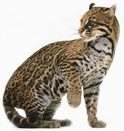 ocelot