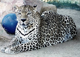 leopard śnieżny