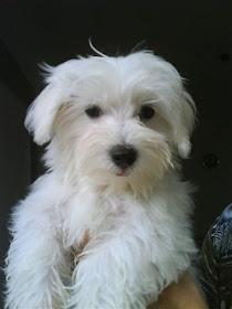 Photo Album Snowy Puppies