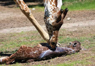 Hyena Giving Birth