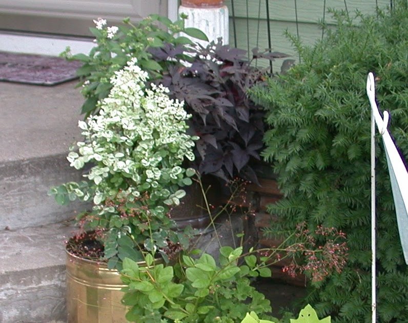 A Corner Garden Yes You Can Eat Potato Vine Marguerite