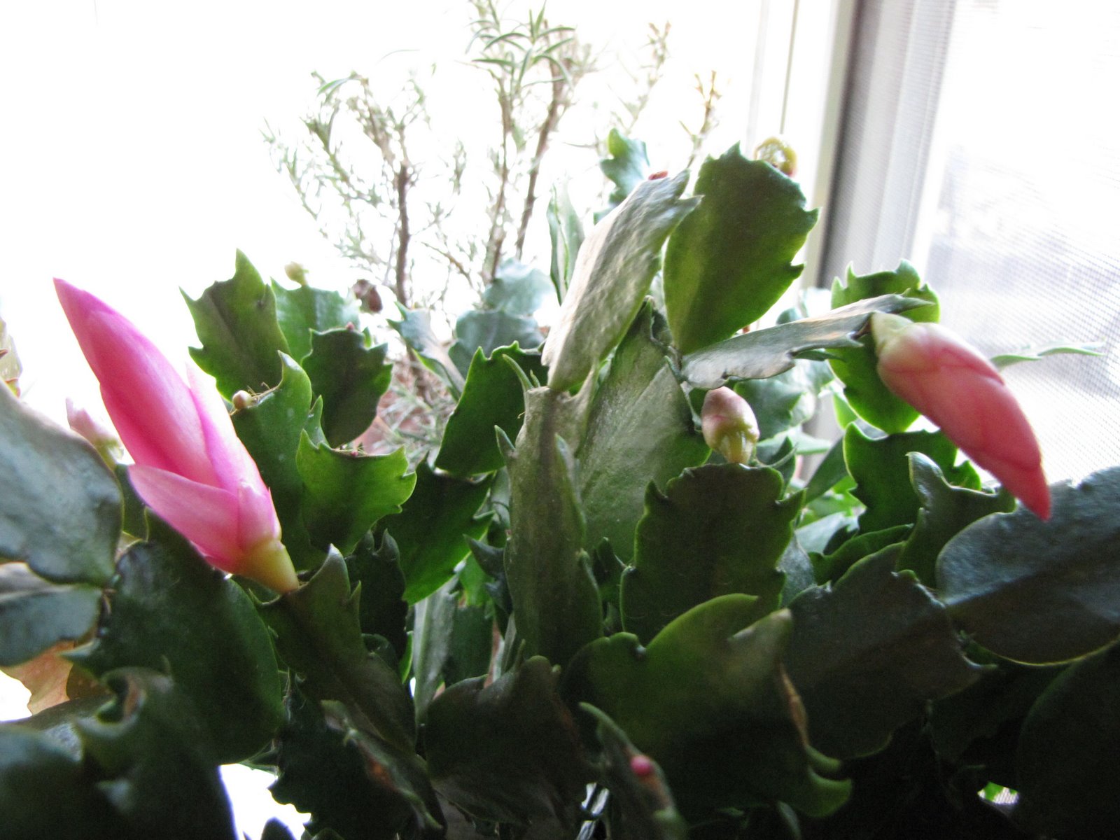 [Christmas+Cactus.jpg]