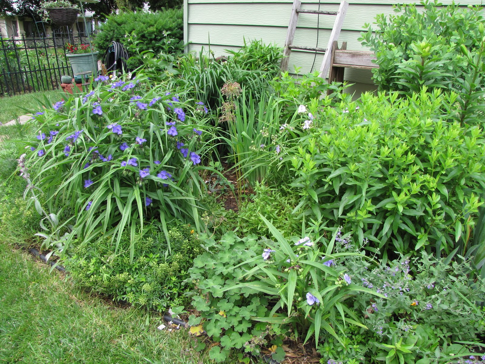 A Corner Garden: Would you Rather See Flowers than Weeds?